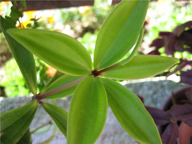 biberovac  (peperomia verticillata)